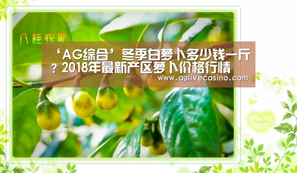 ‘AG综合’冬季白萝卜多少钱一斤？2018年最新产区萝卜价格